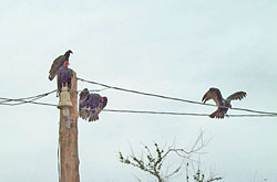 Patient Vultures