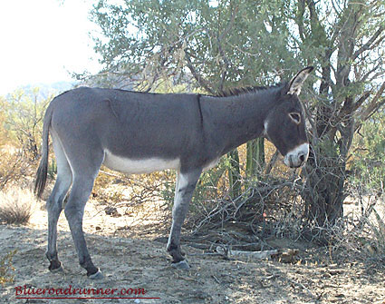 desert burro