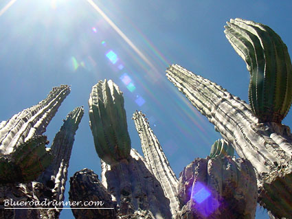 cardon cactus